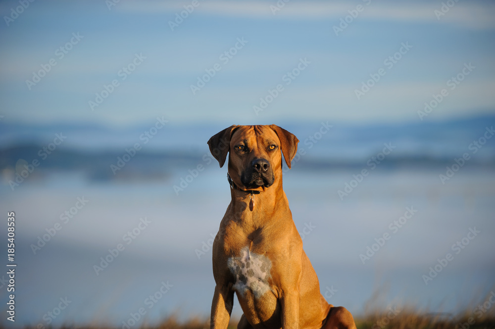 Rhodesian Ridgeback dog outdoor portrait sitting with fog and sky in the background