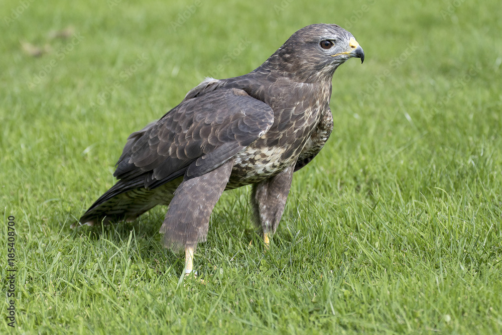 Buzzard Buzzard