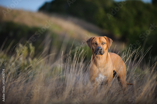 Rhodesian Ridgeback dog outdoor portrait in field