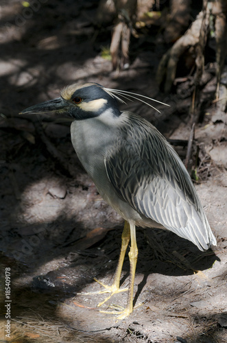 Bihoreau violacé, Héron,.Nyctanassa violacea, Yellow crowned Night Heron, Réserve Merritt Island, Floride, Etats Unis, USA photo