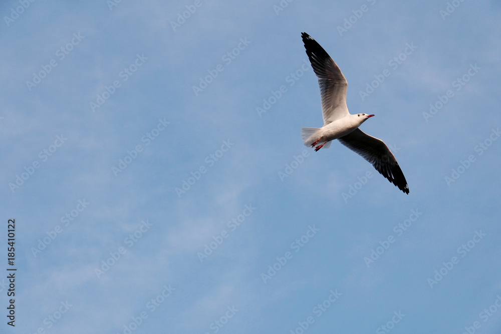 Obraz premium Flying seagull