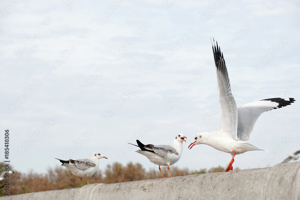 Obraz premium Seagull standing at pier
