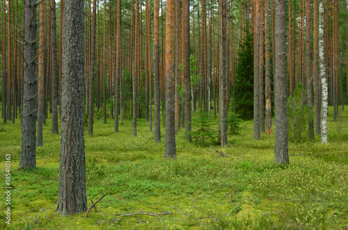 Fototapeta Naklejka Na Ścianę i Meble -  Nature landscape with pine forest in summer cloudy day. Novgorod region, Russia