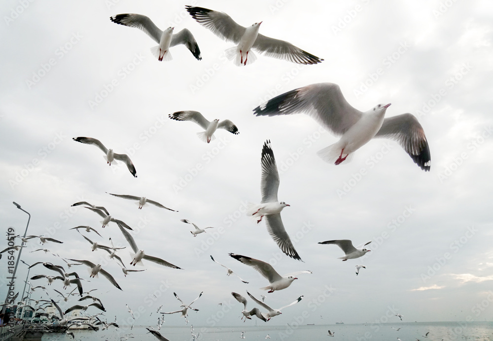 Obraz premium Flying seagull in the air