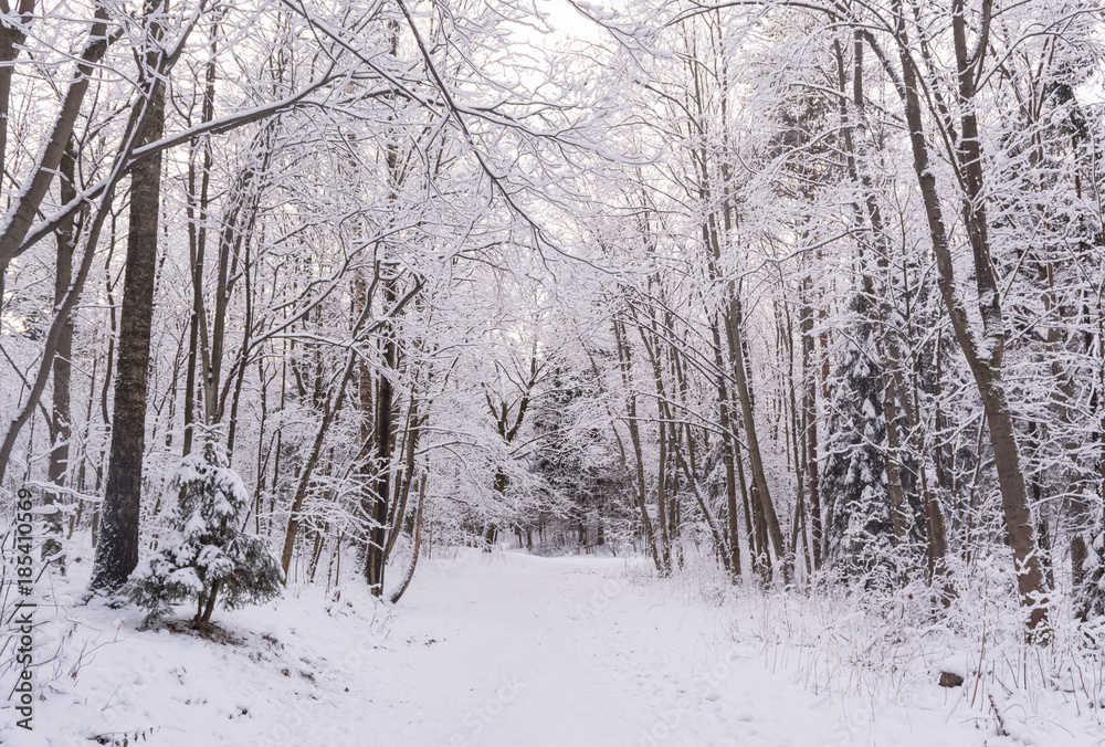 Fototapeta premium Miracle winter forest covered by snow.