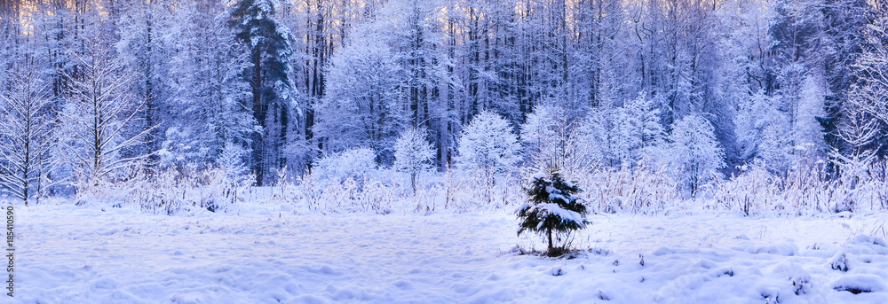 Lonely little fir-tree on winter forest background Lonely little fir-tree on winter forest background