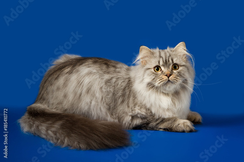 Scottish straight silver tabby spotted long hair kitten lying on blue background 