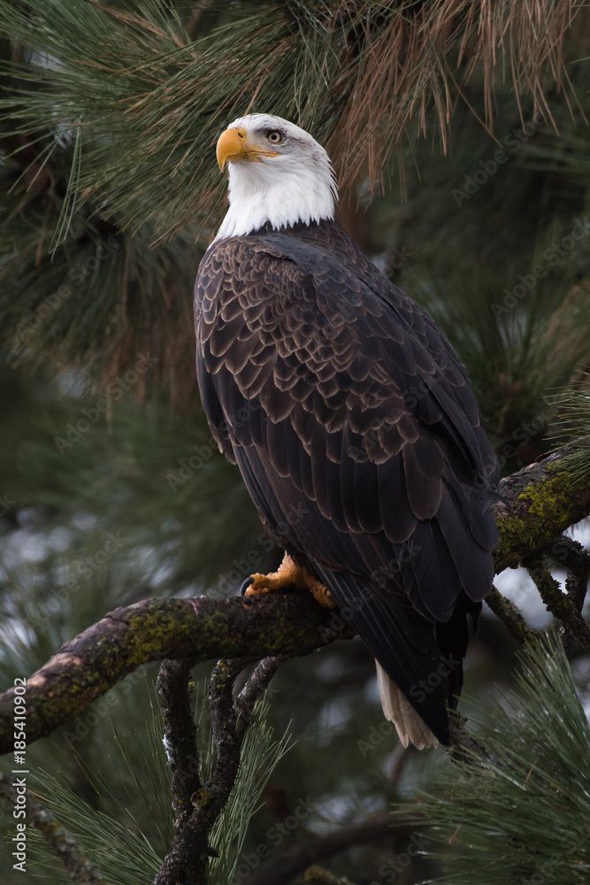 Bald Eagle at Higgen's Point Bald Eagle at Higgen's Point