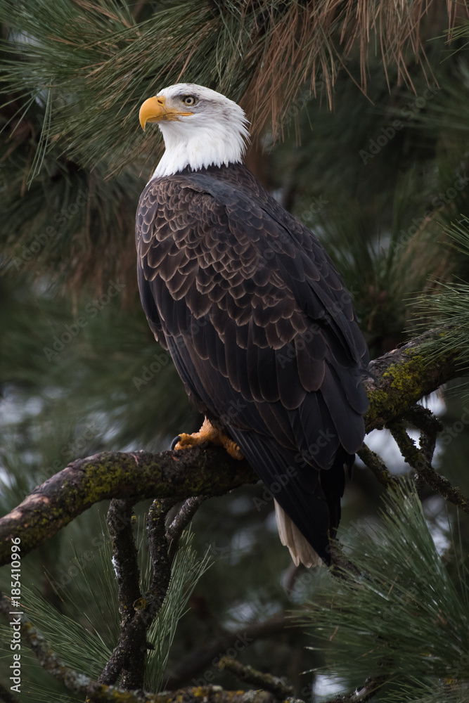 Fototapeta premium Bald Eagle at Higgen's Point