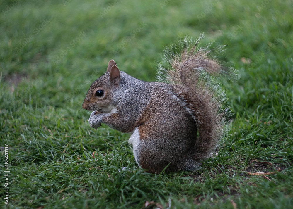 squirrel sitting on the grass, green background, London park squirrel sitting on the grass, green background, London park