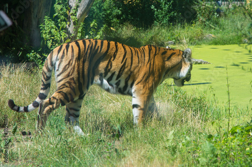 gro  er bengalischer Tiger