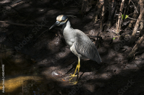 Bihoreau violacé, Héron,.Nyctanassa violacea, Yellow crowned Night Heron, Réserve Merritt Island, Floride, Etats Unis, USA photo