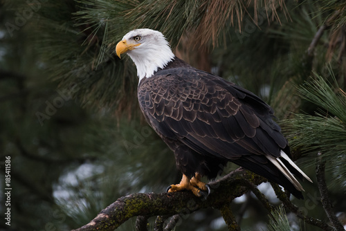 Bald Eagle at Higgen's Point