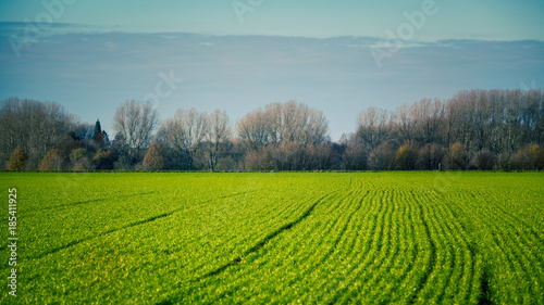 agriculture field. Agricultural landscape with green fields