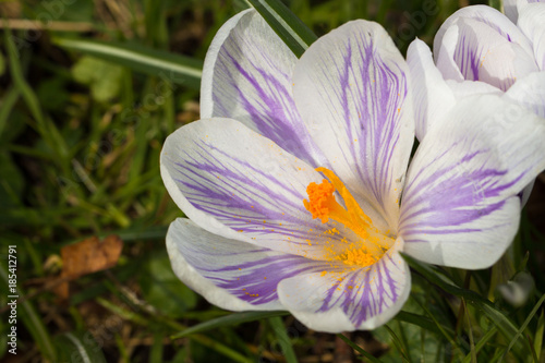 crocus flowers in a park