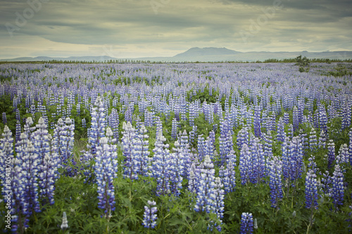 Lupines in a field in Iceland
