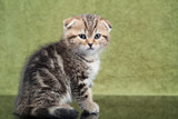 Little scottish kitten on green background