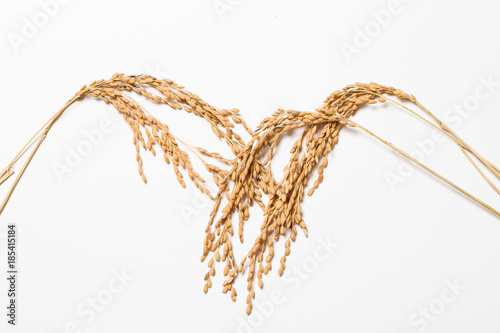 Ears of korean rice isolated on a white background