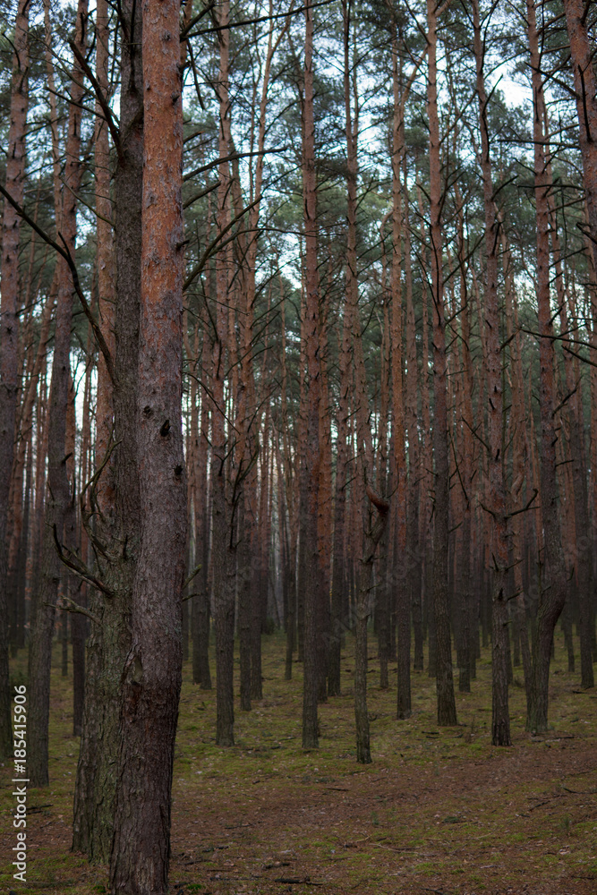 Obraz premium pine trees growing in a forest