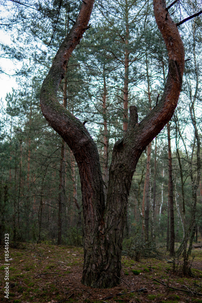 Fototapeta premium strange shaped pine tree