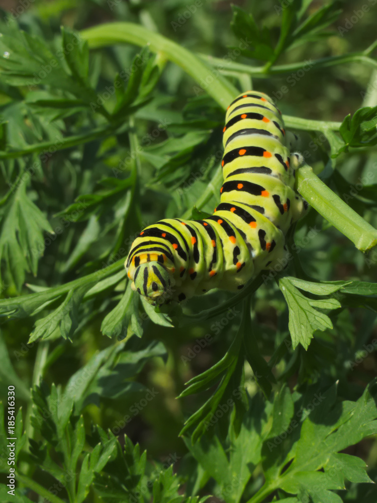 Naklejka premium Swallowtail caterpillar eating carrot leaves