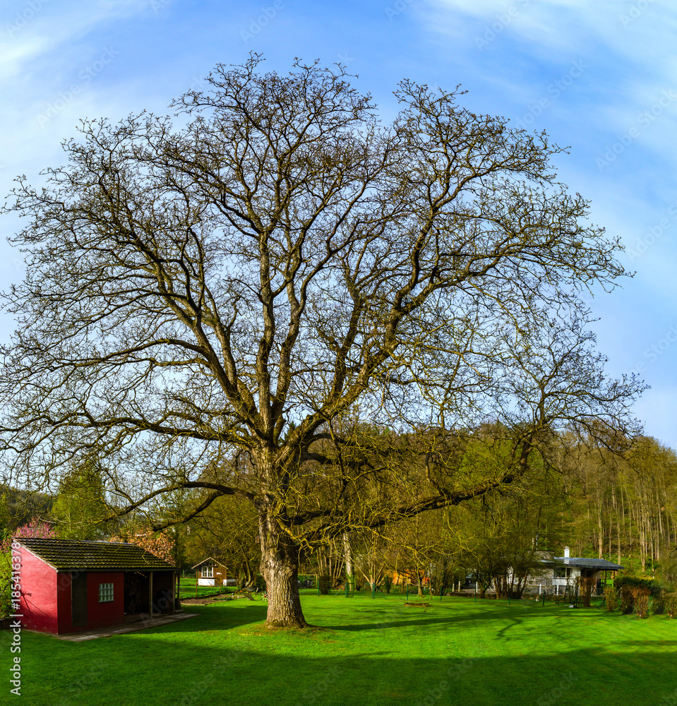Great walnut-tree early spring day, sunny and warm Great walnut-tree early spring day, sunny and warm