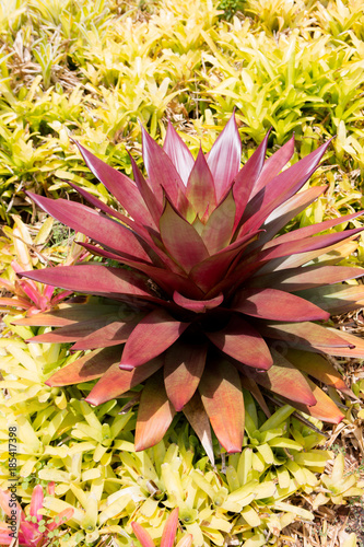 Bild auf Leinwand Colorful Neoreglia sheba bromeliad with pink blush