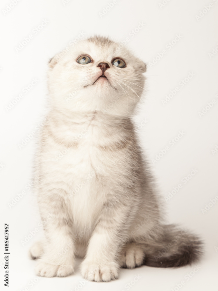 Little scottish fold kitten on white background