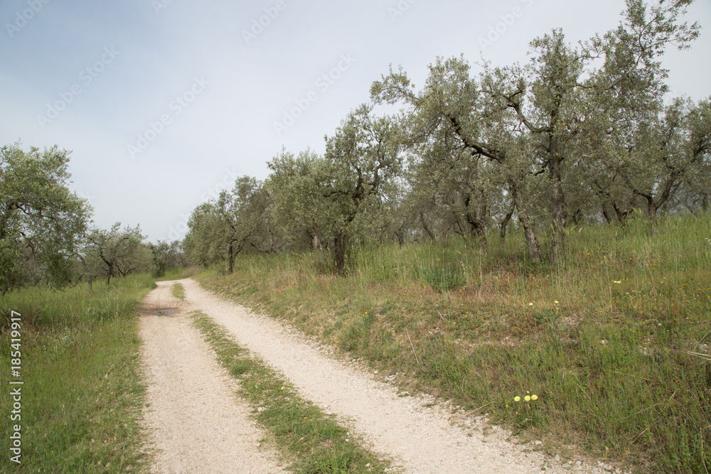 Olive plantation in Umbria