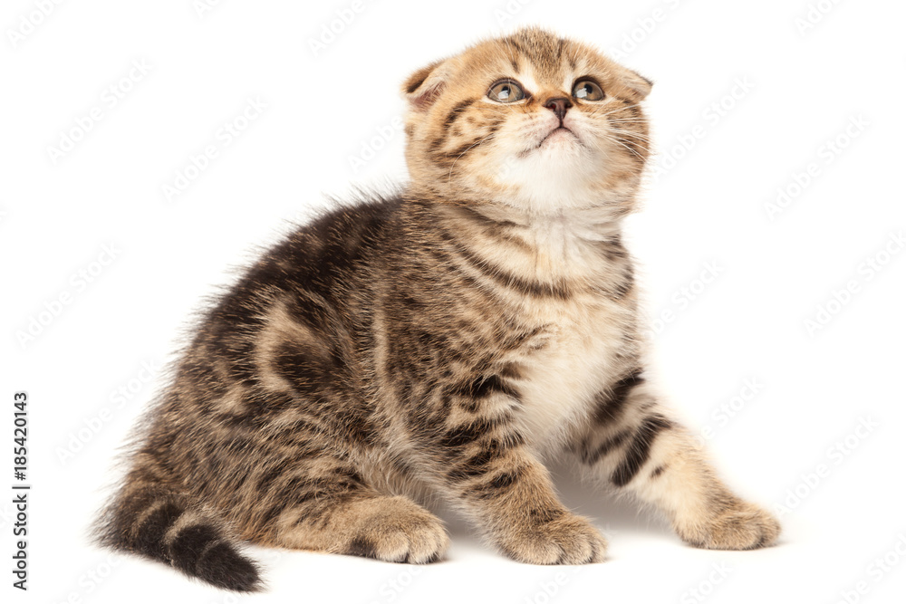 Portrait cat, scottish Fold on white background