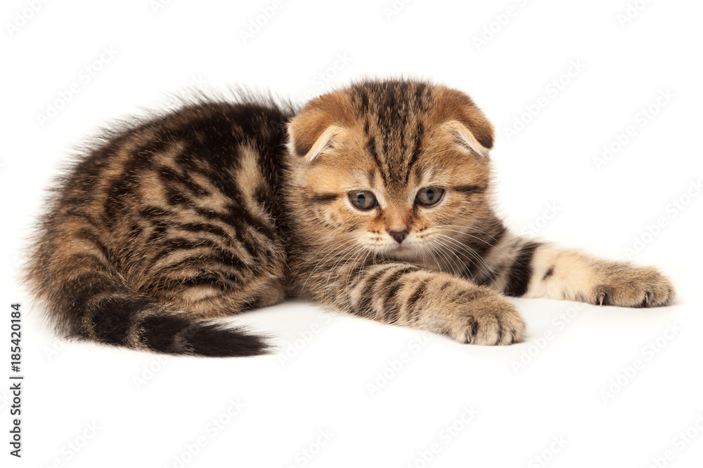 Portrait cat, scottish Fold on white background Portrait cat, scottish Fold on white background