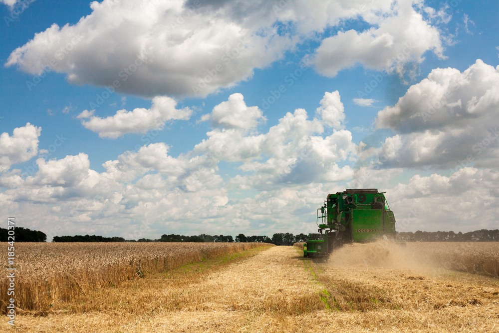 Fototapeta premium Combine machine is harvesting oats on farm field. combine harvester working on a wheat field. Combine harvester cuts the field of mature ripe yellow wheat