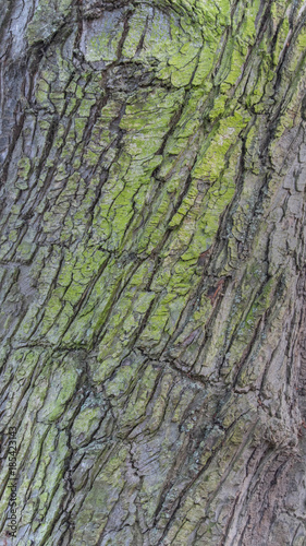 English Wood Trunk Texture