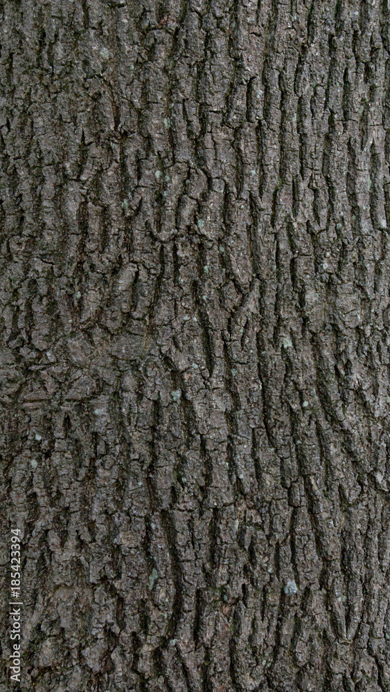 English Wood Trunk Texture