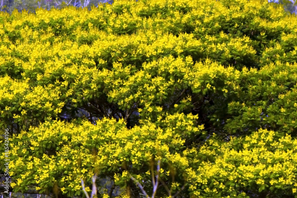 Obraz premium Arvore Brasil