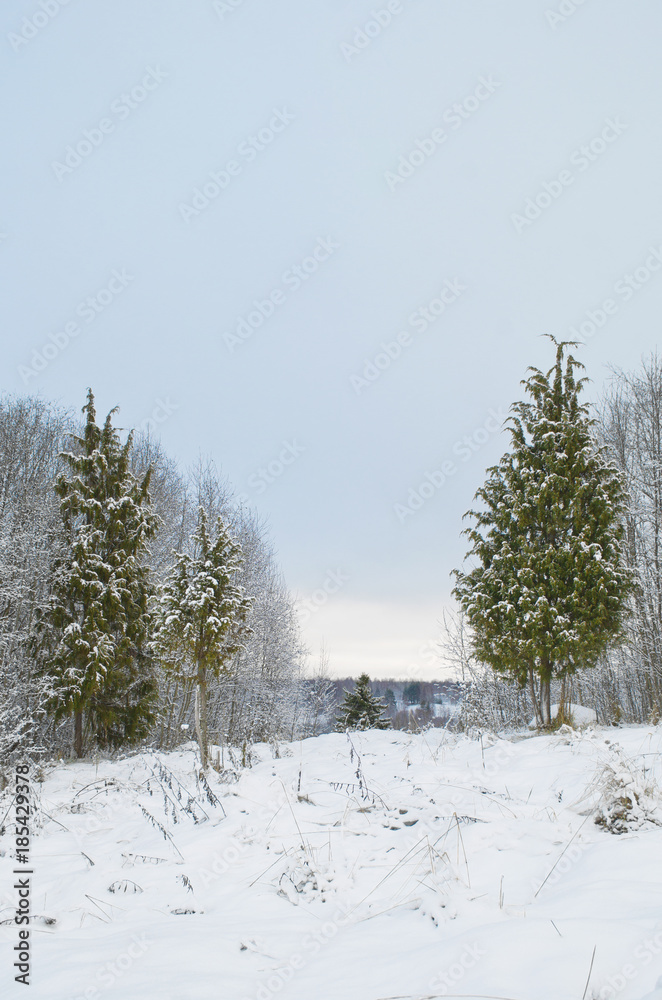 snowy juniper tree in a field. winter landscape