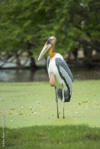 Billede på lærred Greater Adjutant , Big bird in nature