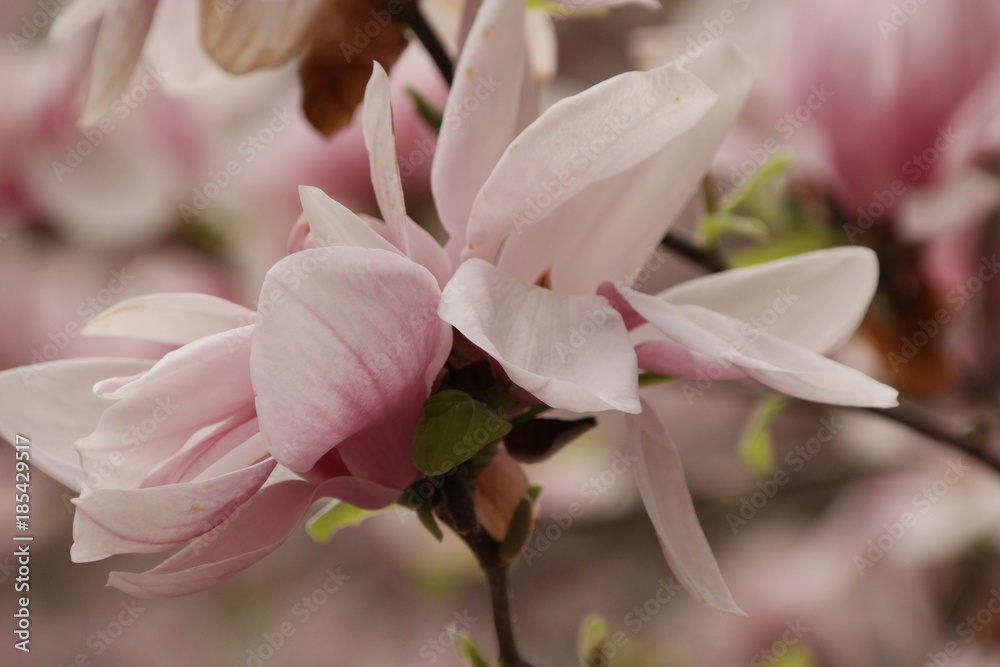 pink flower pink flower
