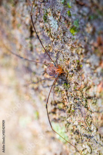 harvestmen photo