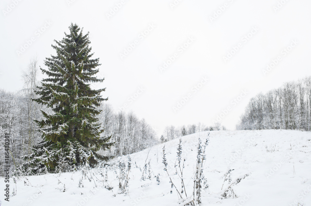 Obraz premium huge spruce hill. winter landscape