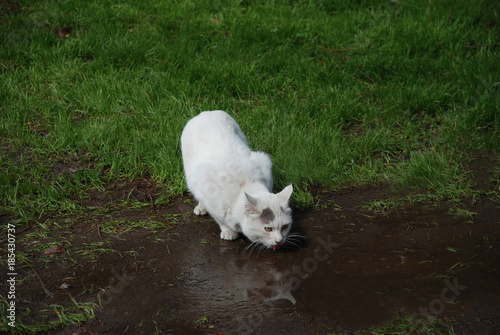 A homeless white cat drinks water from a puddle against a background of green grass. Thirst, watering the lawn.