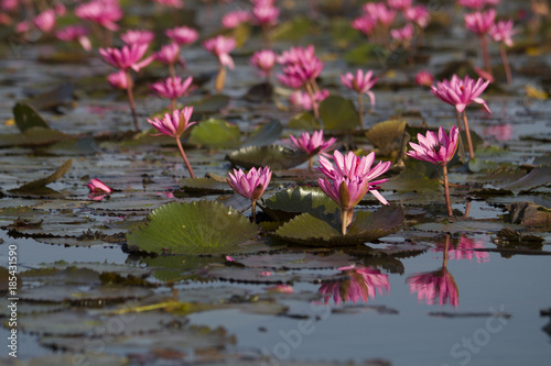 The sea of red and pink water lilies lake at Nong Harn, Kumphawapi, Udon Thani, Thailand, concept unseen in Thailand