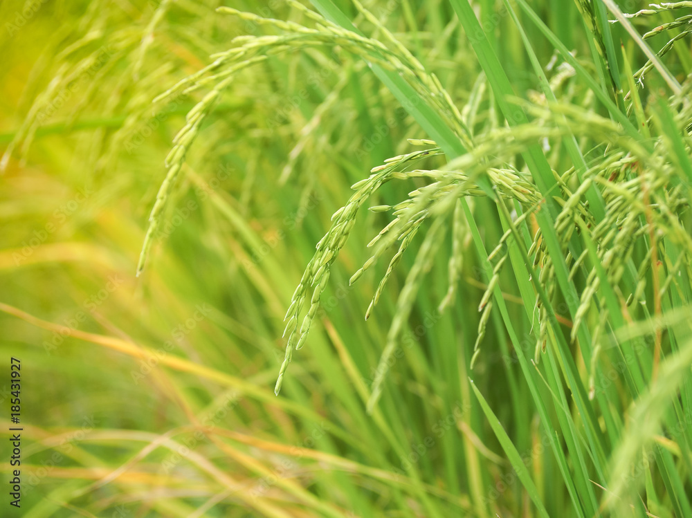 New paddy rice (Golden rice) growing in rice fields. Close up of green paddy rice. Thailand New paddy rice (Golden rice) growing in rice fields. Close up of green paddy rice. Thailand