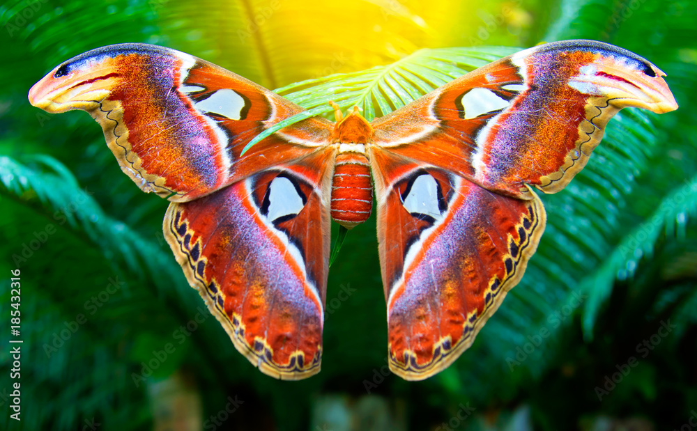 Fototapeta premium Piękny duży motyl, Giant Atlas Moth, Attacus atlas, owad w zielonym środowisku, Azja