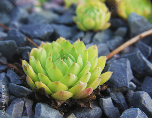 Cuadro en lienzo A fleshy Russian houseleek plant offshoot, Sempervivum ruthenicum, among black s