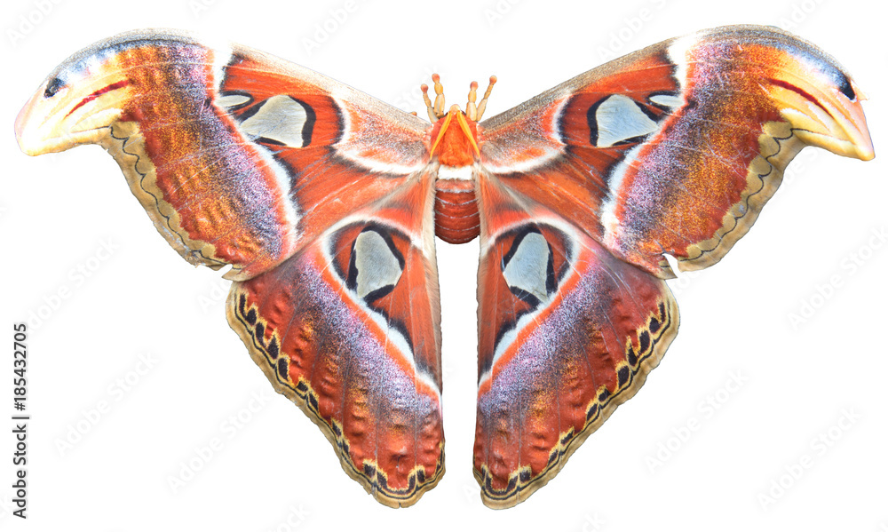 Naklejka premium Piękny duży motyl, Giant Atlas Moth, Attacus atlas, owad w zielonym środowisku, Azja
