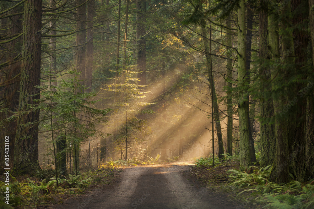 Fototapeta premium Światło słoneczne świeci przez las w mglisty poranek. Promienie światła przepływające przez mgłę oświetlają jodłowe i cedrowe drzewa na wiejskiej drodze gruntowej.