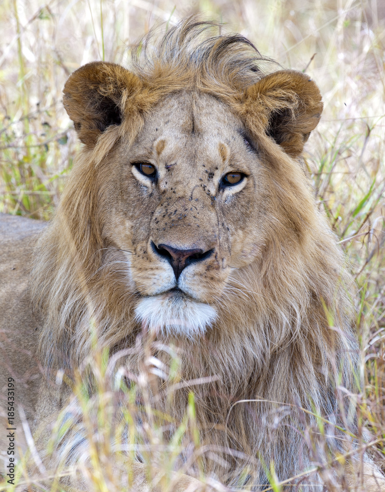 africa, kenya, Masai Mara reserve, male lion africa, kenya, Masai Mara reserve, male lion