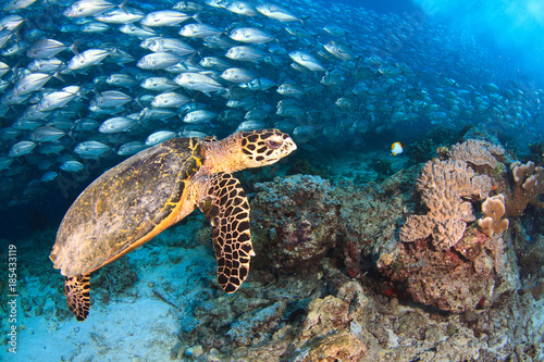 Sea turtle and school of trevally at Sipadan island © Underwater Imaging