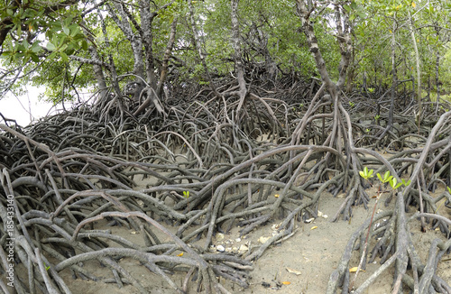 mangrove trees and roots at somerset beach near the tip of Cape York peninsula Queensland, Australia.